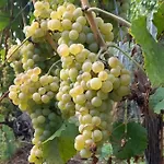 Le Σαλέ Saint-Jean-de-Minervois